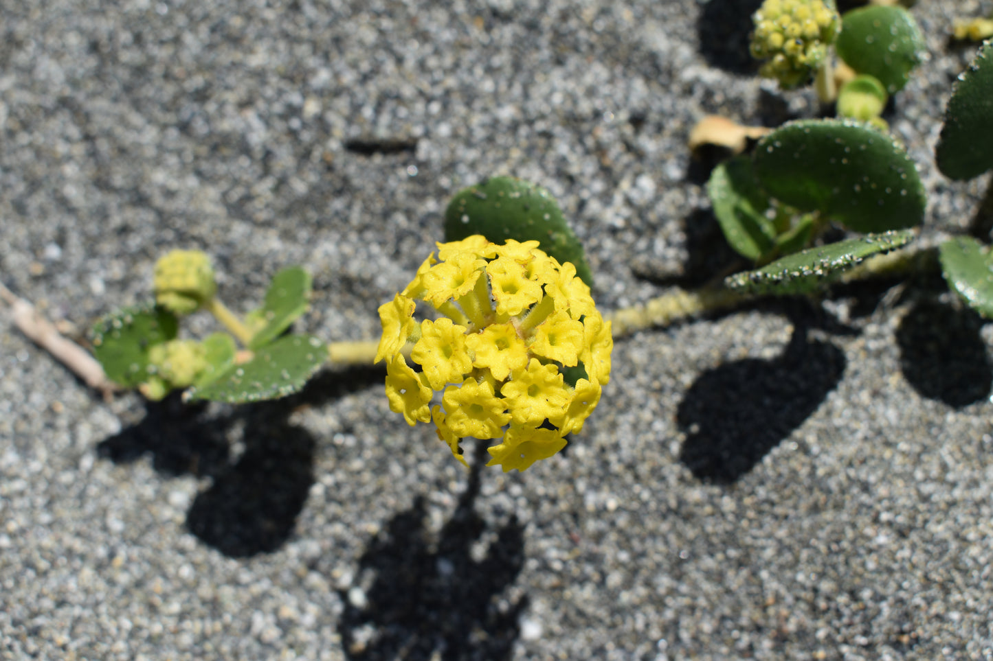 20 YELLOW SAND VERBENA Coastal Abronia Latifolia Arenaria Flower Seeds