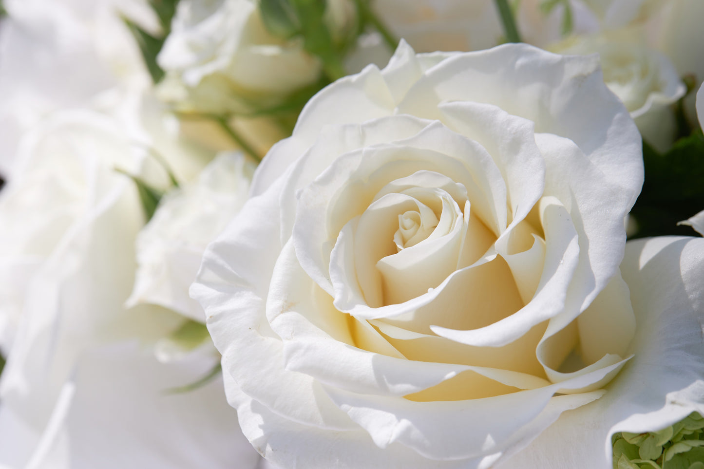 white roses seeds 5 WHITE ROSE Rosa Bush Shrub Perennial Flower Seeds