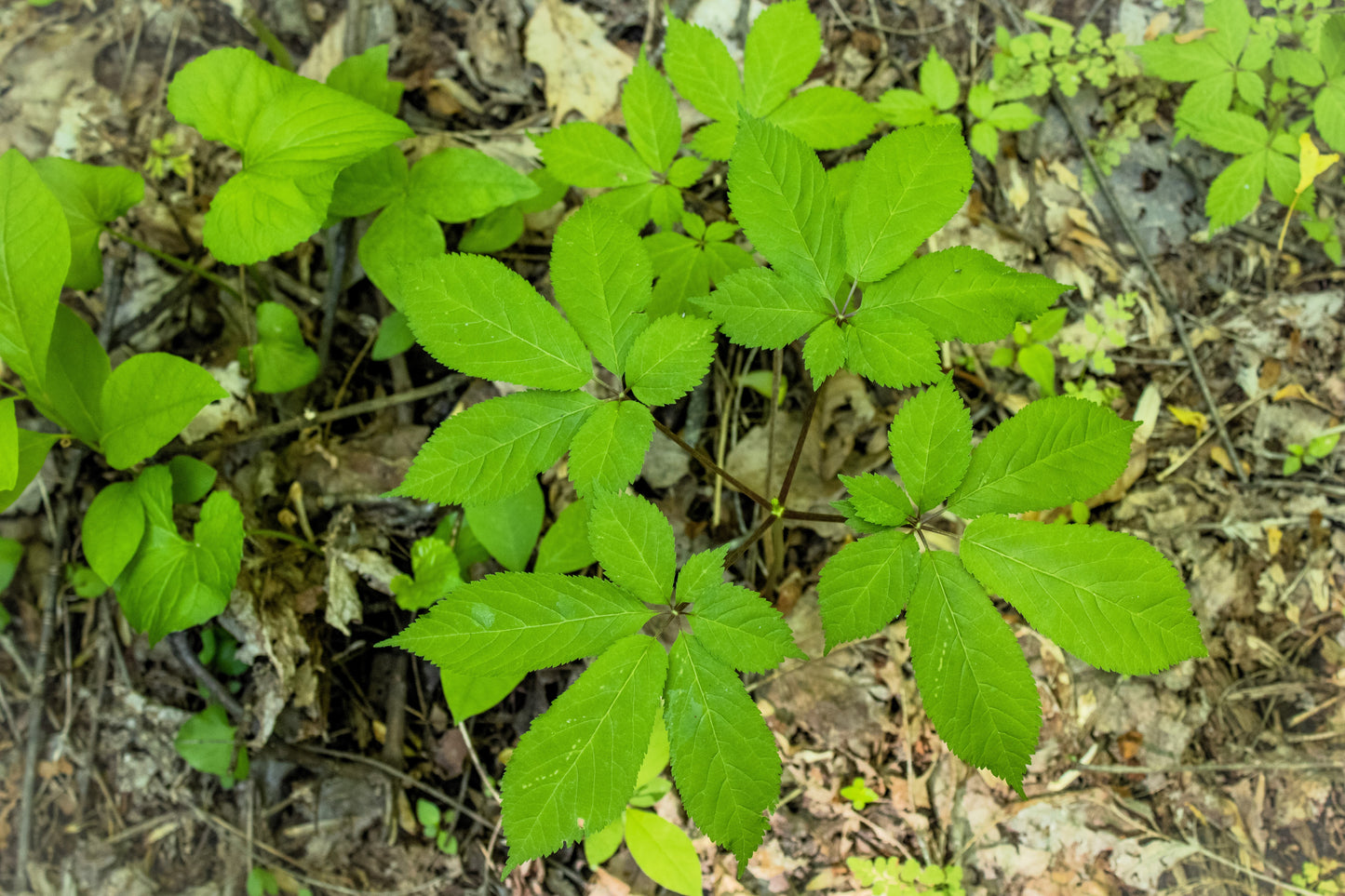 25 AMERICAN GINSENG Panax Quinquefolius Shade Herb Seeds