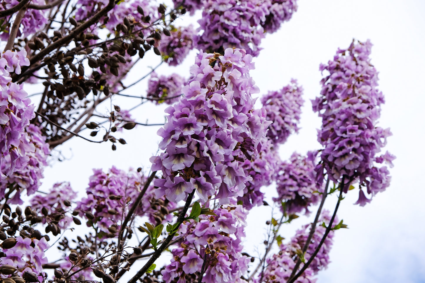 400 Royal PAULOWNIA EMPRESS TREE Tomentosa Flower Seeds