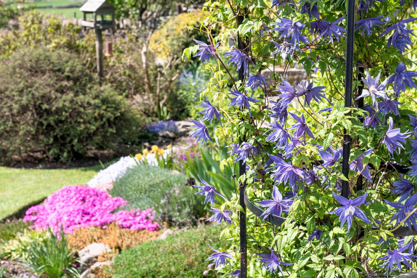 10 PURPLE ALPINE CLEMATIS Alpina Virgin's Bower Flower Vine Seeds