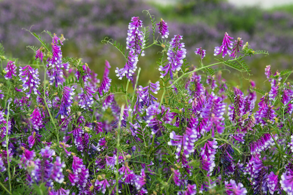 100 HAIRY CROWN VETCH (Russian Vetch) Vicia Villosa Flower Vine Seeds ...