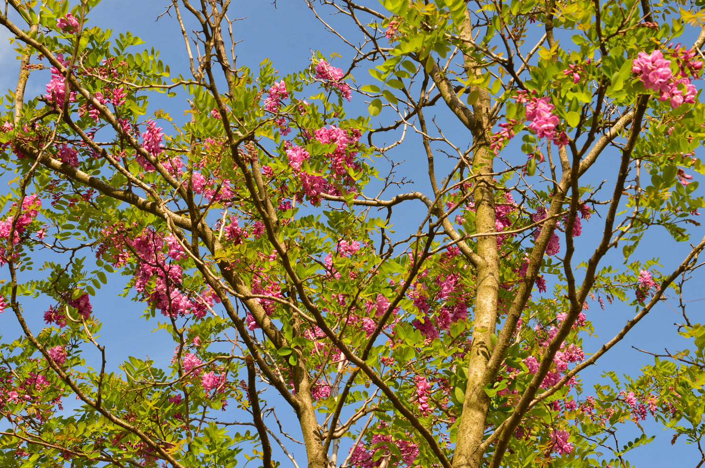 15 ROSE LOCUST / Pink ACACIA Flower Robinia Hispida Fertilis Tree Shrub Seeds