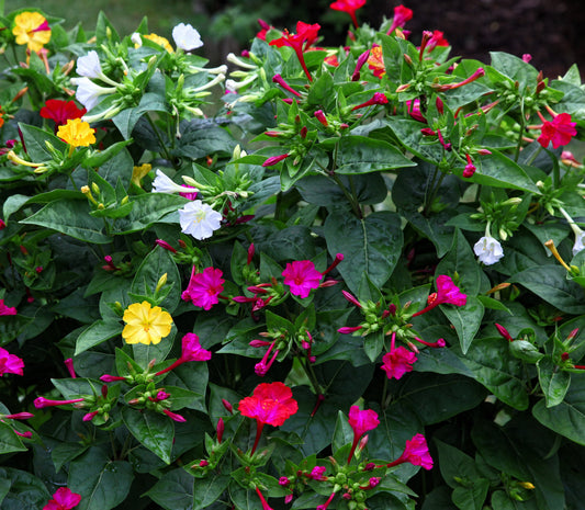 75 MIXED FOUR O CLOCK aka Marvel of Peru Mirabilis Jalapa Flower Seeds