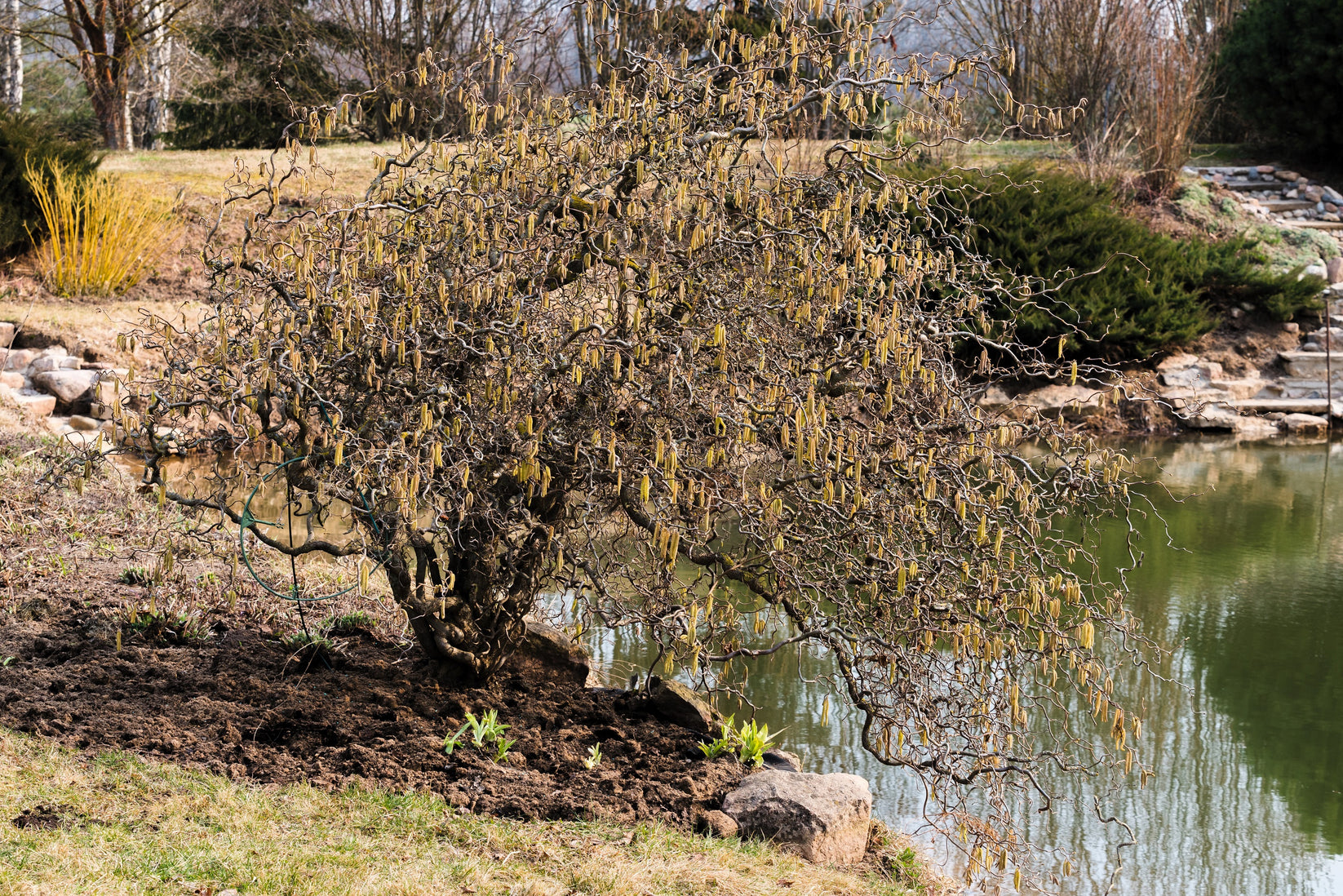 5 EUROPEAN HAZELNUT TREE aka Common Filbert Corylus Avellana Fruit Nut ...
