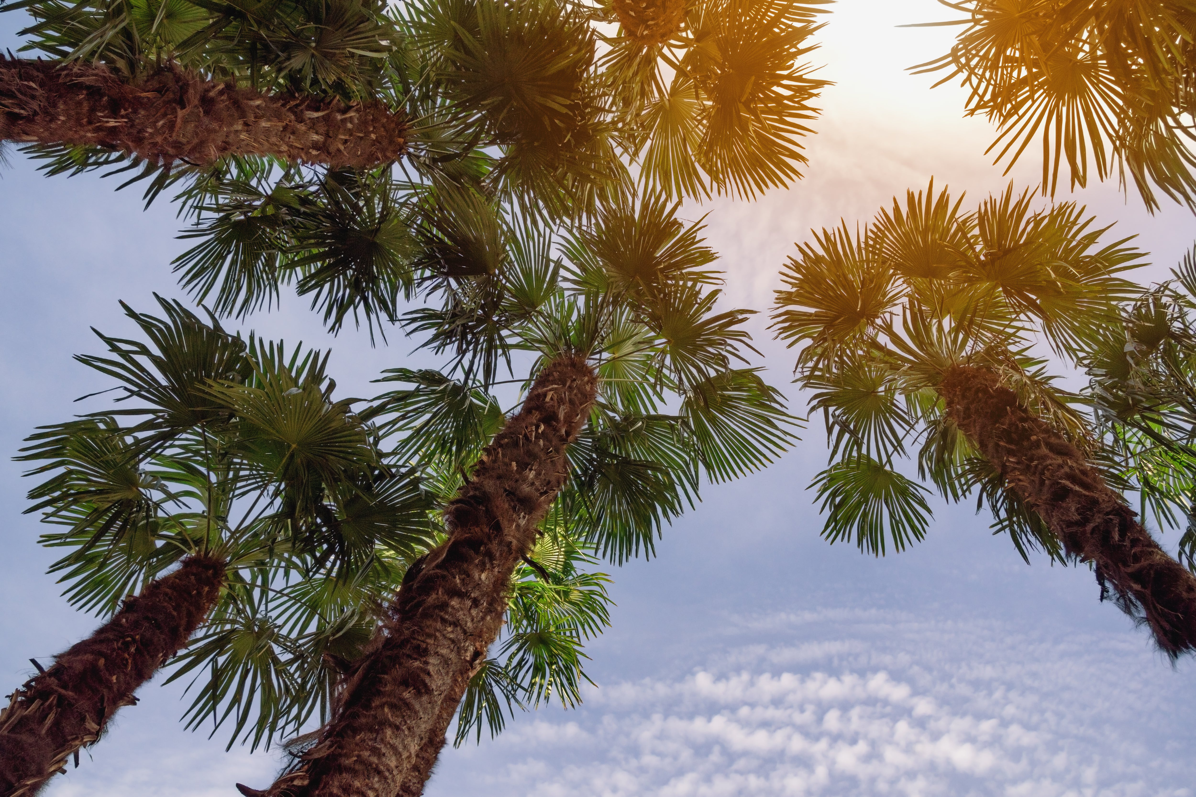 GroCo California Fan Palm Seeds – 20ct, Washingtonia Filifera, Buy 15 Ships Free