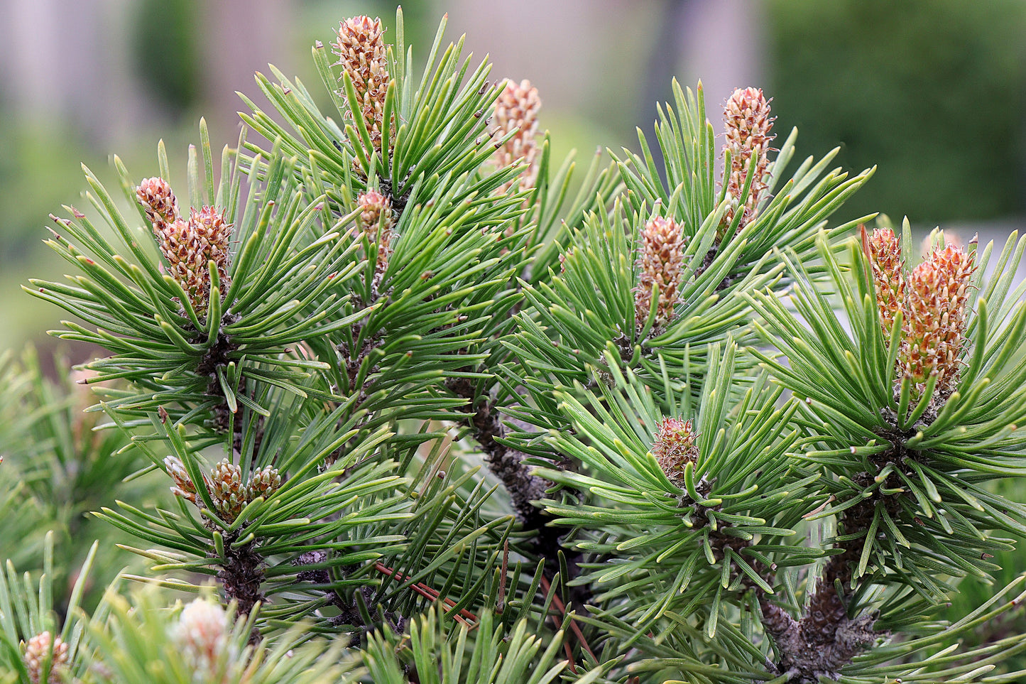 25 MUGO PINE Dwarf Evergreen Pinus Pumilio Shrub Seeds