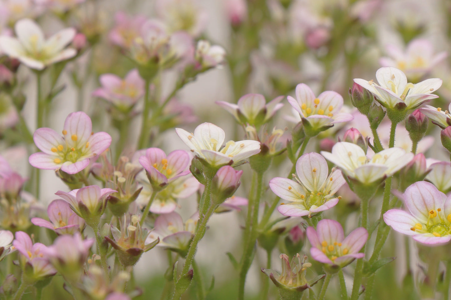 50 Light Pink TUNIC FLOWER Coat Flower Petrorhagia Saxifraga Saxifrage Seeds