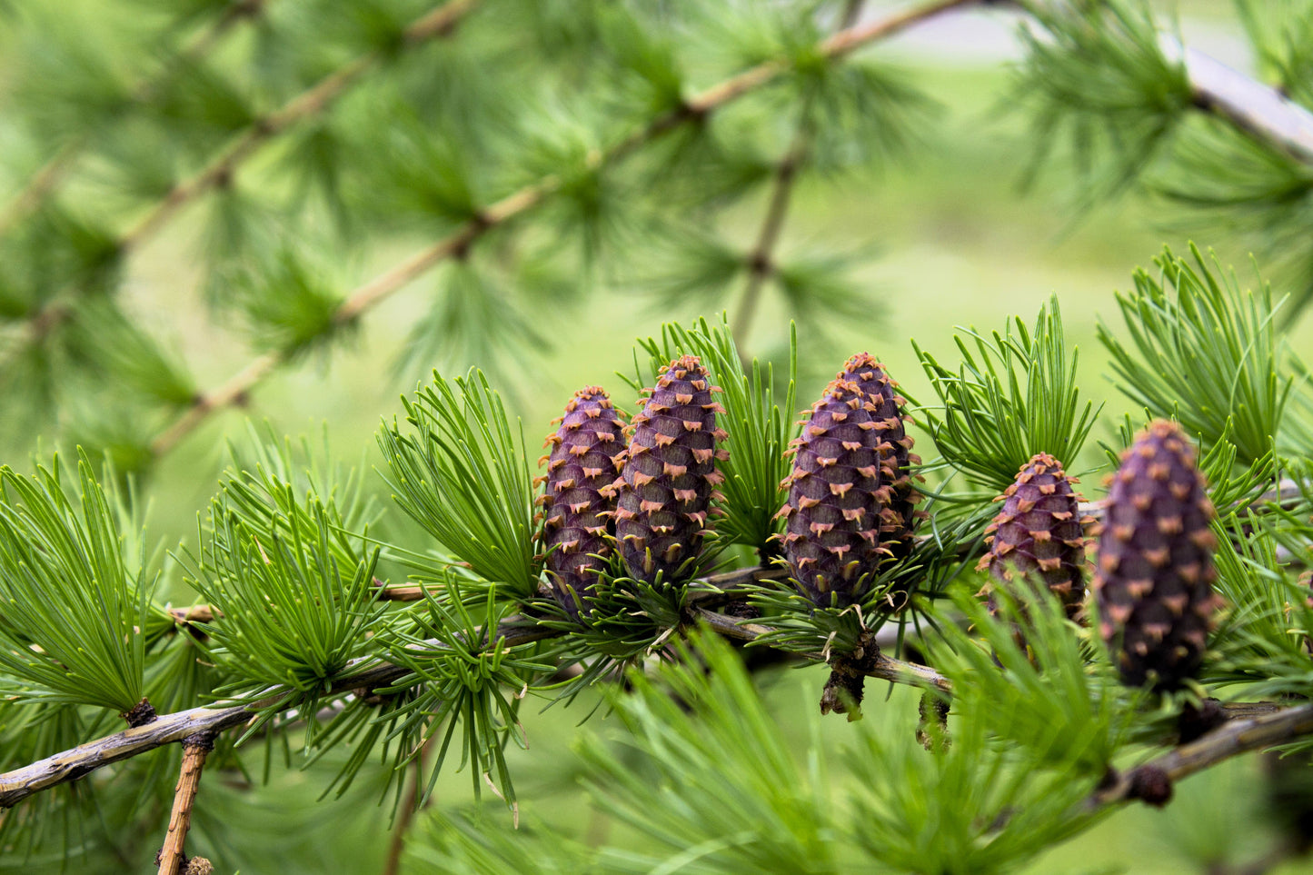 25 EUROPEAN LARCH TREE Pine Pinetree Evergreen Larix Decidua Seeds