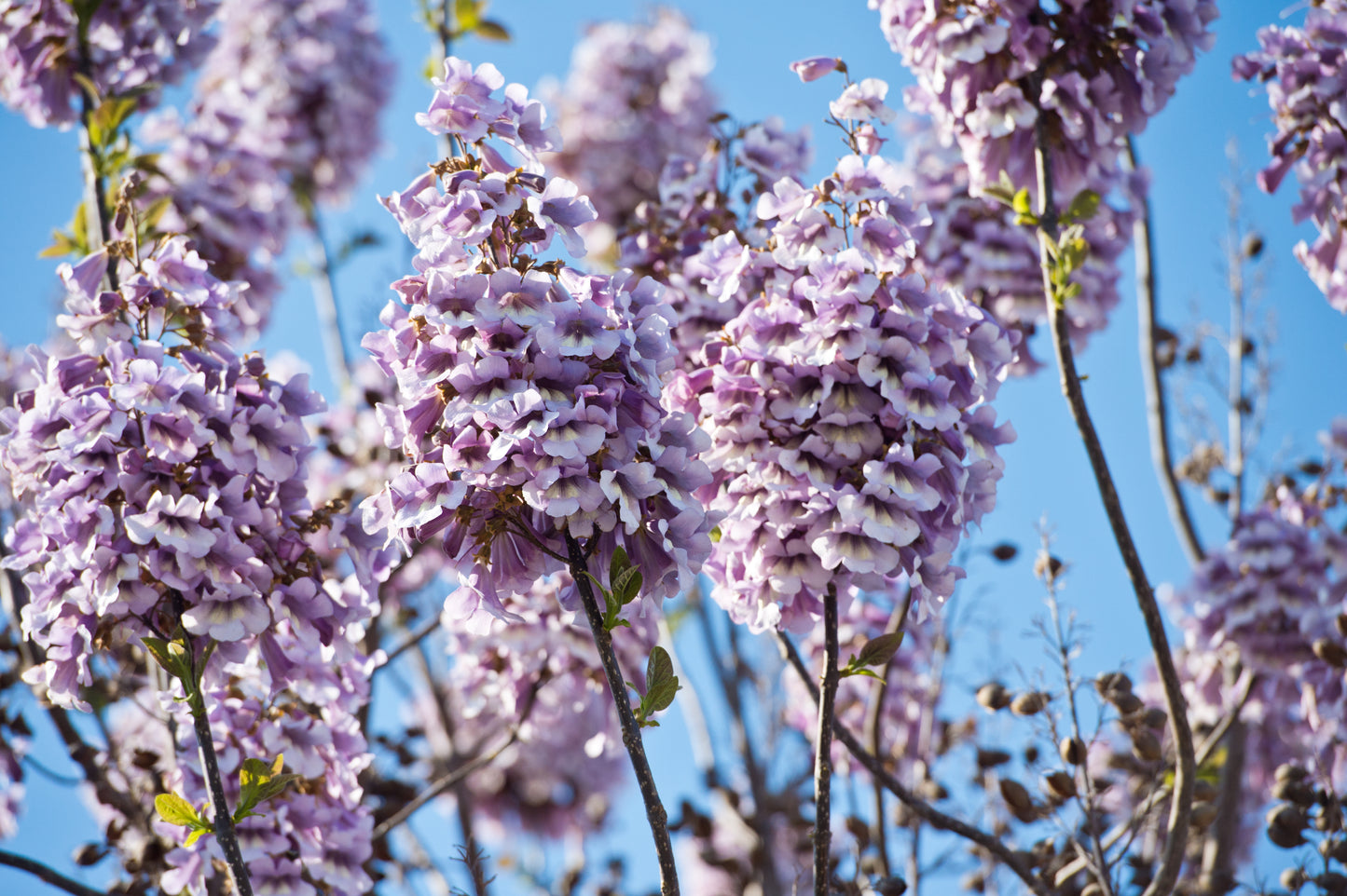 400 Royal PAULOWNIA EMPRESS TREE Tomentosa Flower Seeds