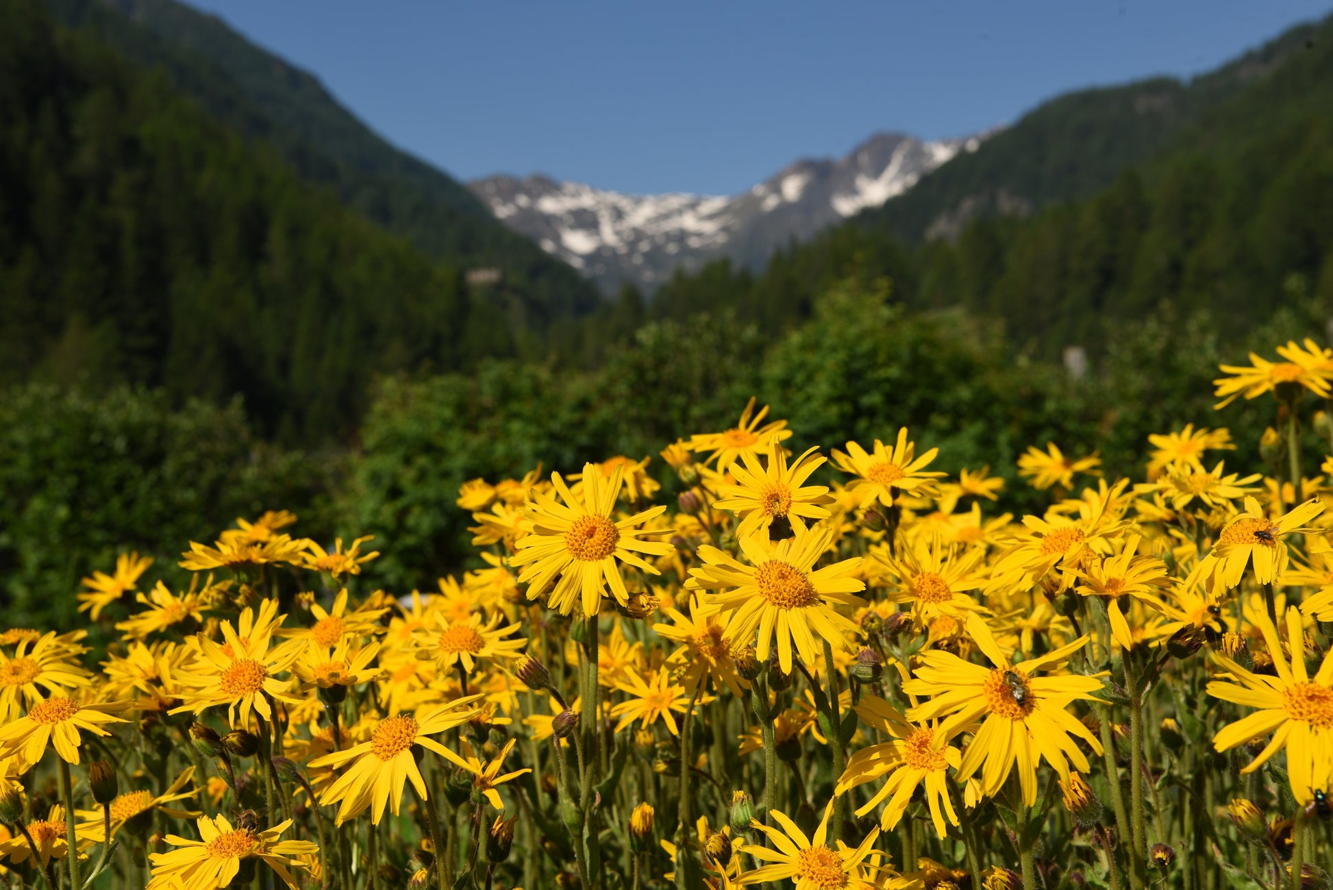 arnica flower seeds 15 MOUNTAIN ARNICA Montana Wolf's Bane Yellow Flower Herb Seeds