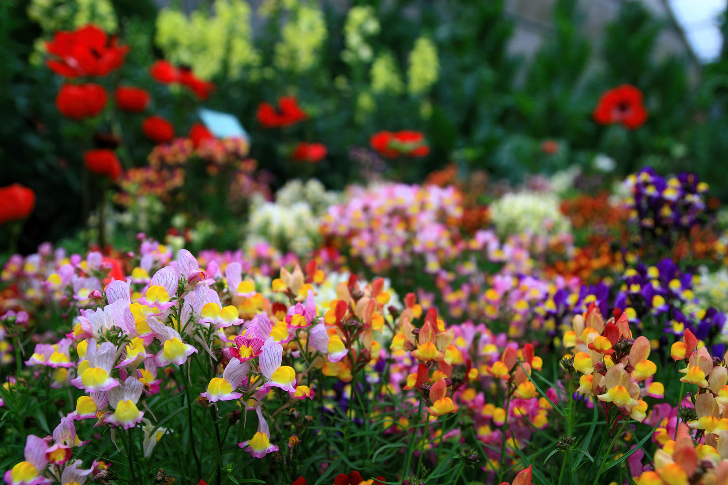 2000 BABY SNAPDRAGON Toadflax Linaria Maroccana Flower Seeds