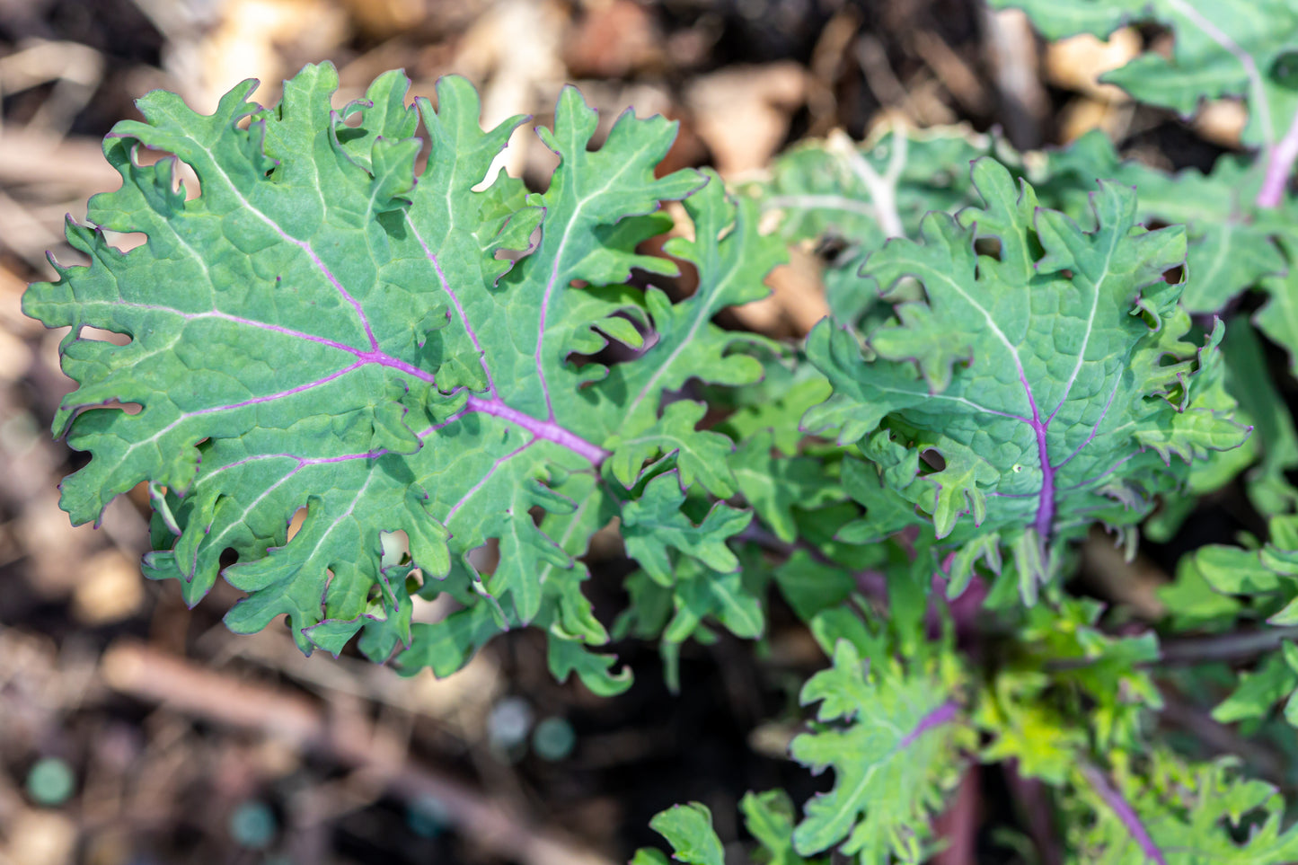 500 RED RUSSIAN KALE Brassica Oleracea Vegetable Seeds