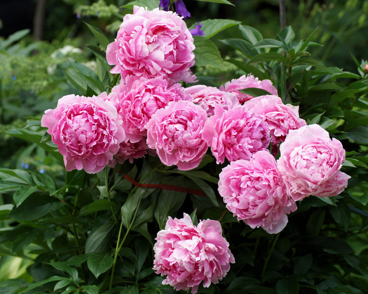 5 GARDEN PEONY Paeonia Lactiflora Red Pink White Mix Chinese Peony Flower Seeds