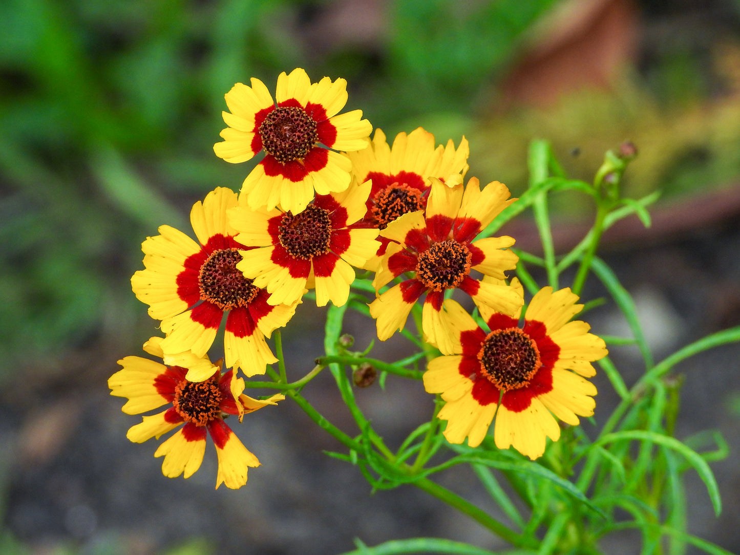 1000 GOLDEN WAVE COREOPSIS (Goldenmane Tickseed) Coreopsis Basalis Flower Seeds