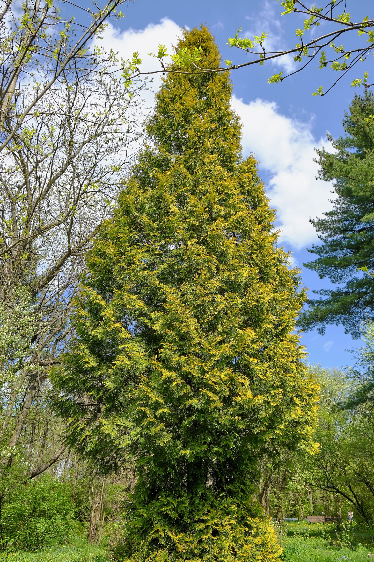 25 THUJA TREE Cedar Thuja Occidentalis Conifer Seeds