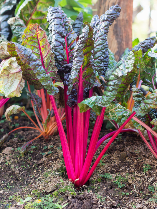 40 PINK LIPSTICK SWISS CHARD Vegetable Seeds Perpetual Spinach Beta Vulgaris Seeds