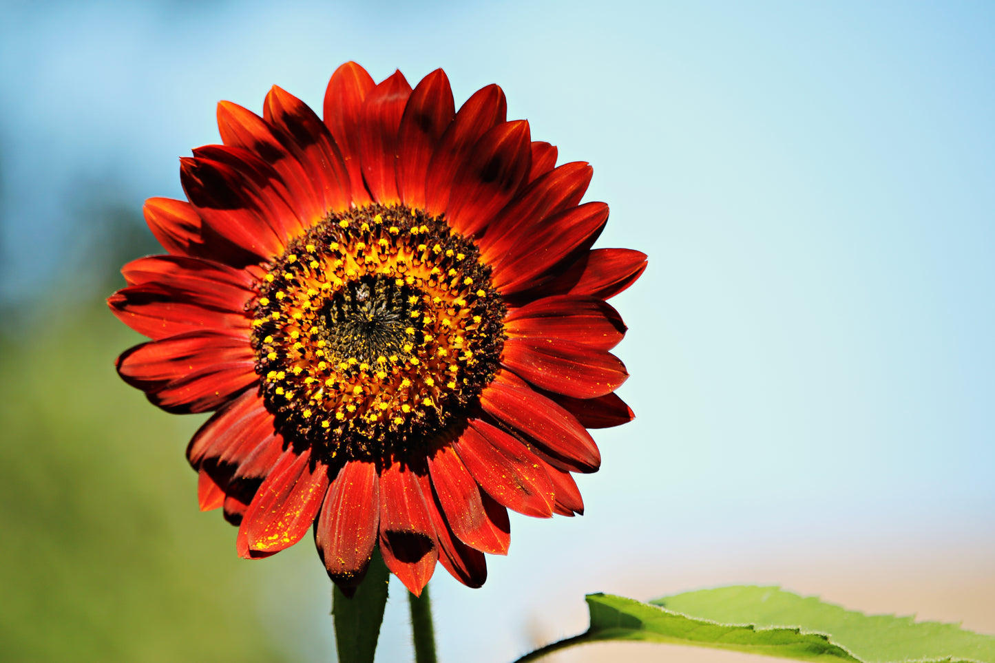 25 Red VELVET QUEEN SUNFLOWER Helianthus Annuus Flower Seeds