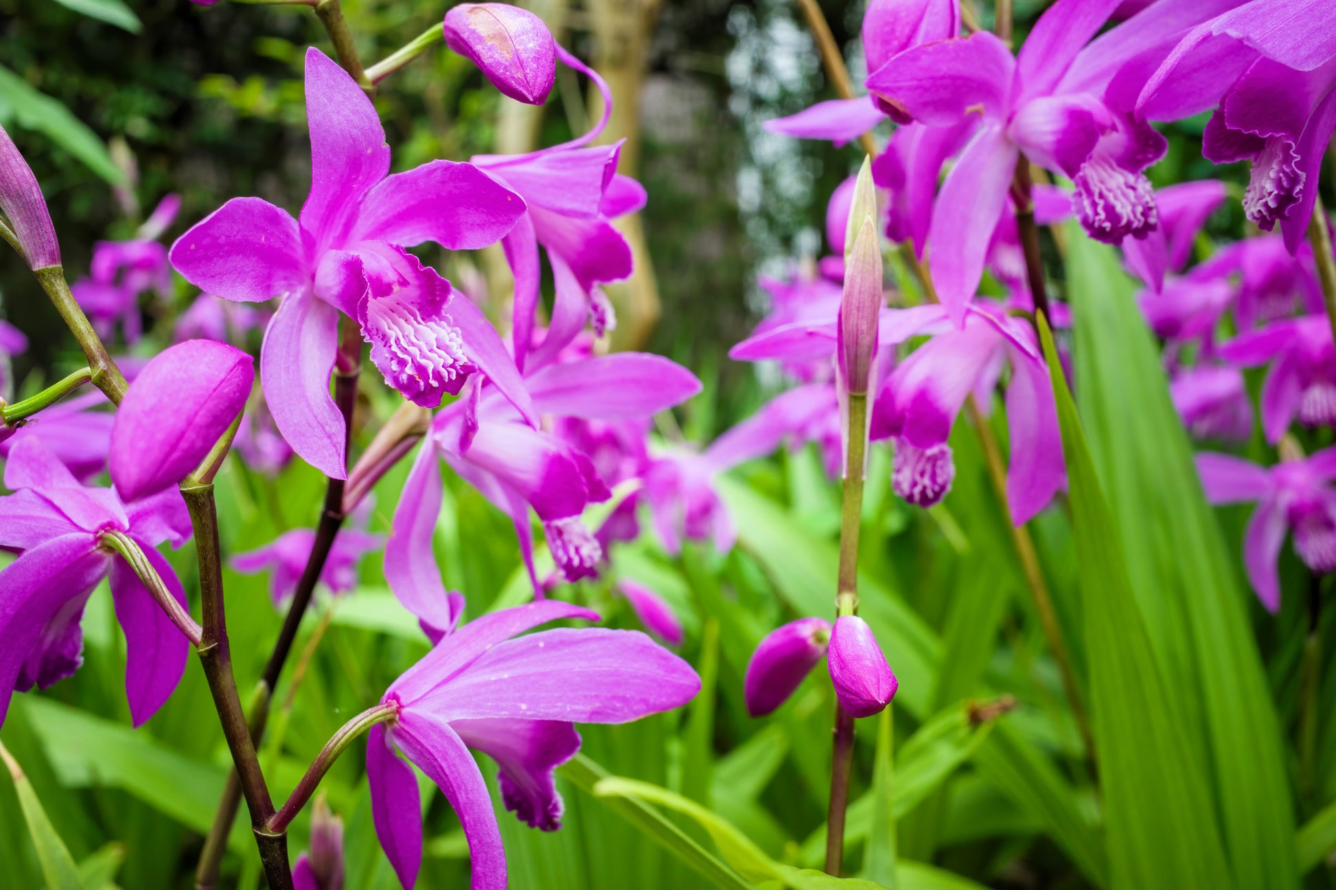 orchid flower seeds 50 Hardy CHINESE GROUND ORCHID Bletilla Striata Purple Flower Seeds – Seedville USA