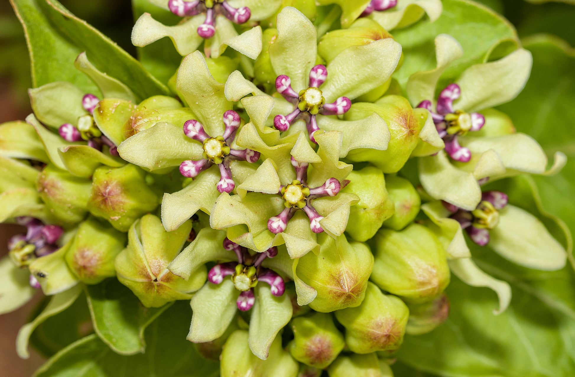 spider milkweed plant 20 Green SPIDER MILKWEED Asclepias Viridis White Purple Monarch Flower – Seedville USA