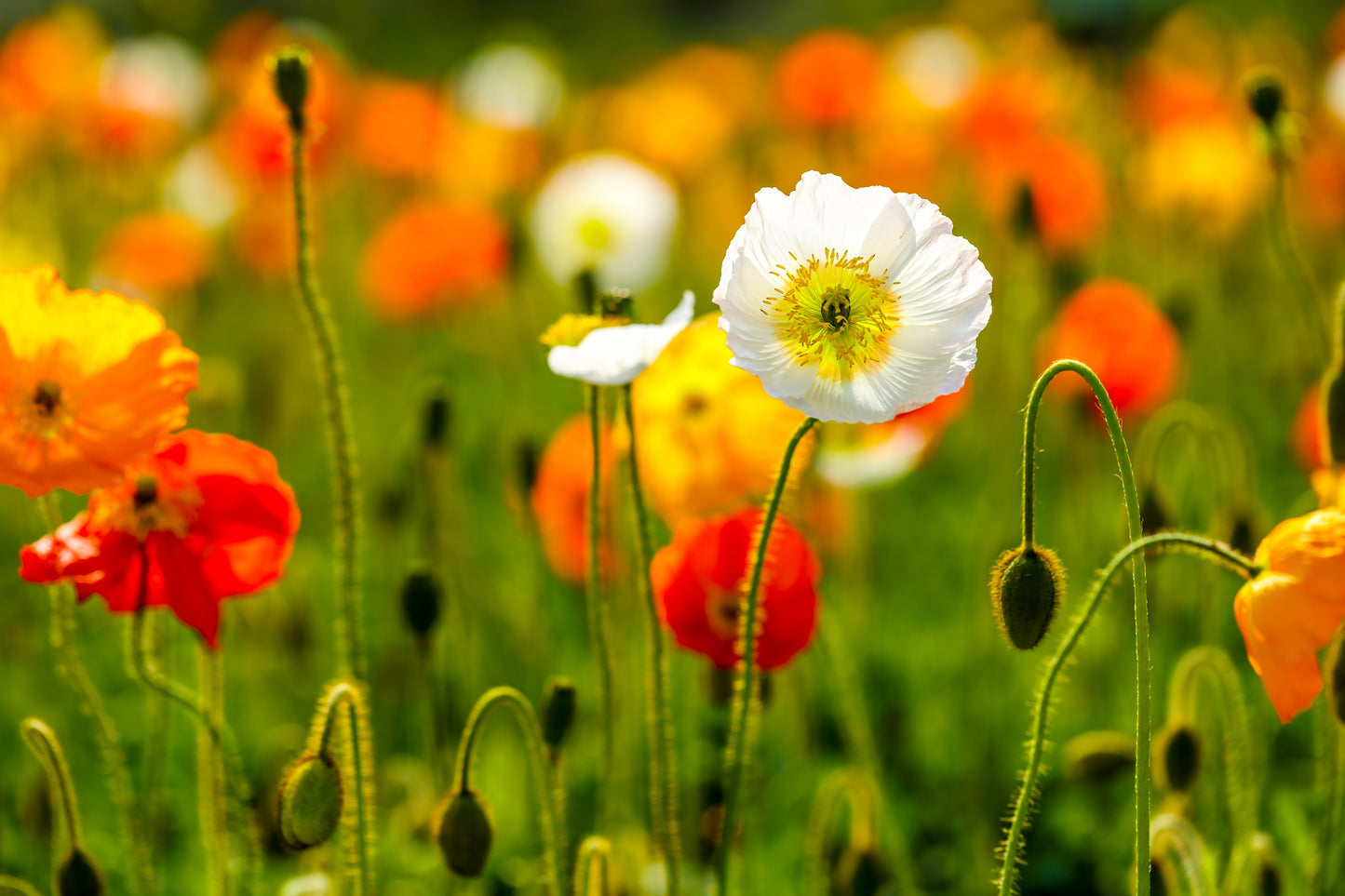 2500 ICELAND POPPY MIX Papaver Nudicaule Mixed Colors Flower Seeds
