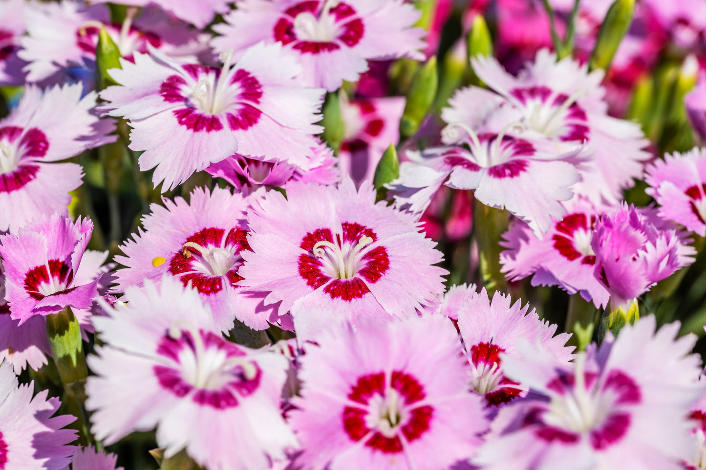 200 COTTAGE PINKS Mixed Colors (Garden, Laced, Feathered Pink) Dianthus Plumarius Flower Seeds