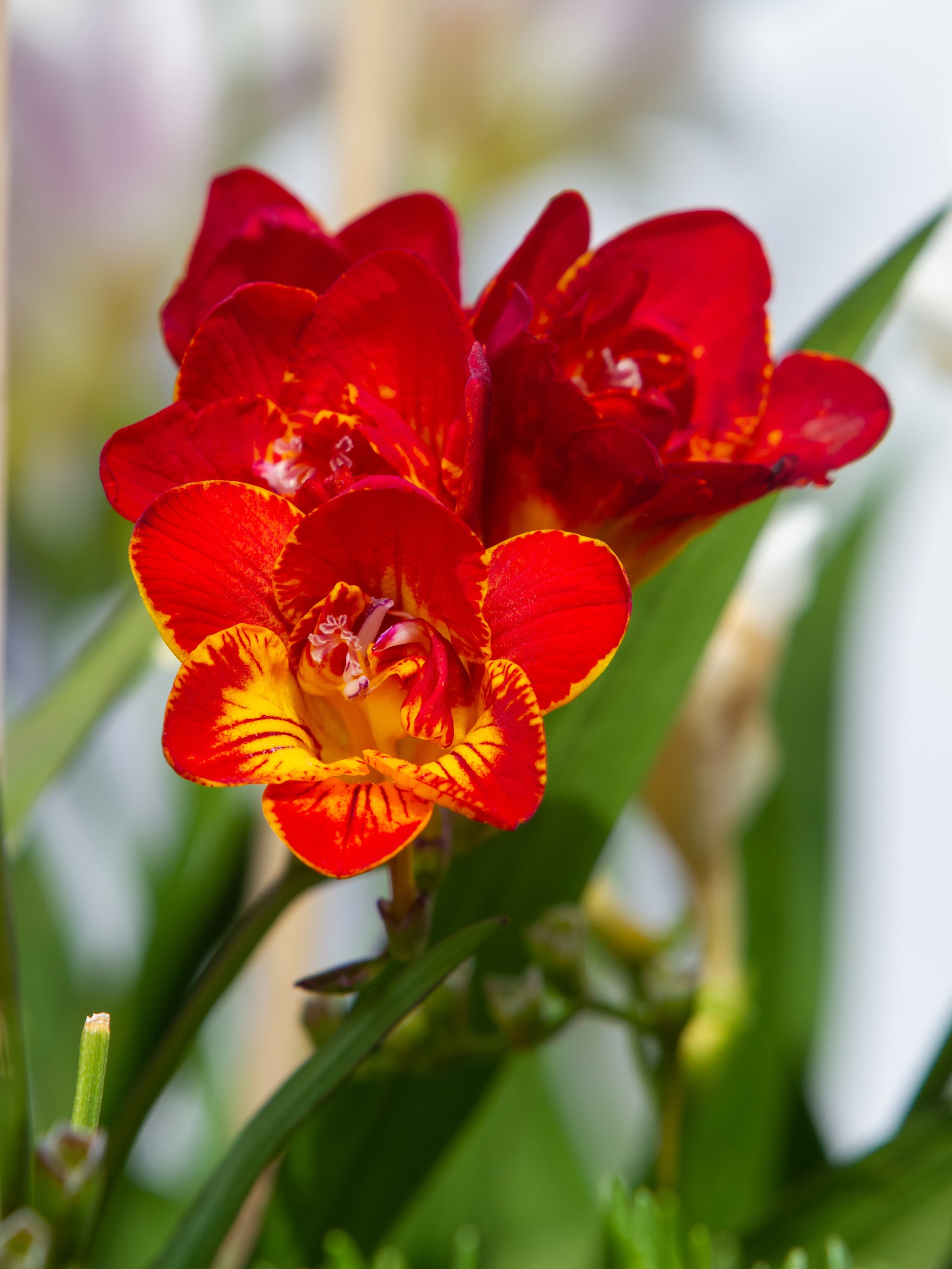 champion flower seed 5 ROYAL CHAMPION Mix FREESIA Mixed Colors Pink Blue Purple Yellow Red Orange Flower Seeds