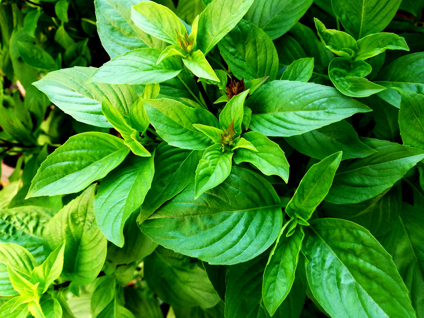 1000 LICORICE BASIL Ocimum Basilicum HERB Flower Seeds