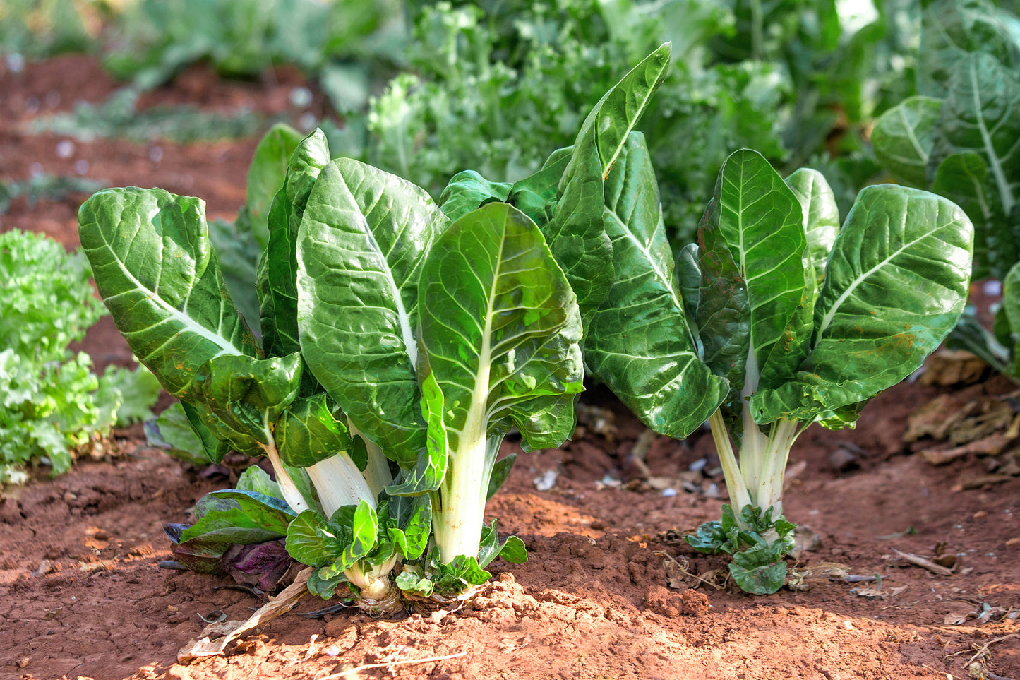 250 BARESE SWISS CHARD White Rib Perpetual Spinach Beta Vulgaris Vegetable Seeds