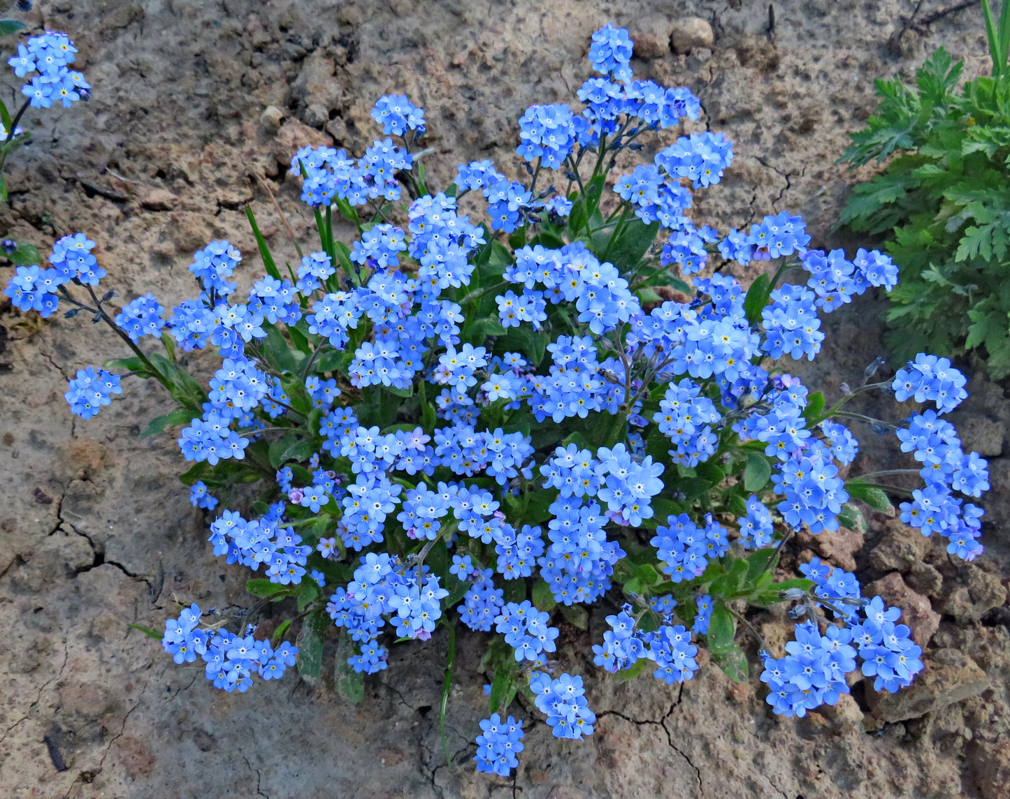 500 Blue FORGET ME NOT Myosotis Sylvatica Shade or Sun Perennial Flower Seeds