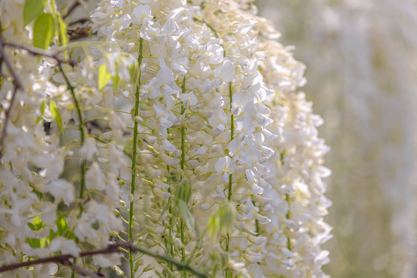 5 WHITE WISTERIA Floribunda Alba Ornamental Japanese Flower Vine Seeds