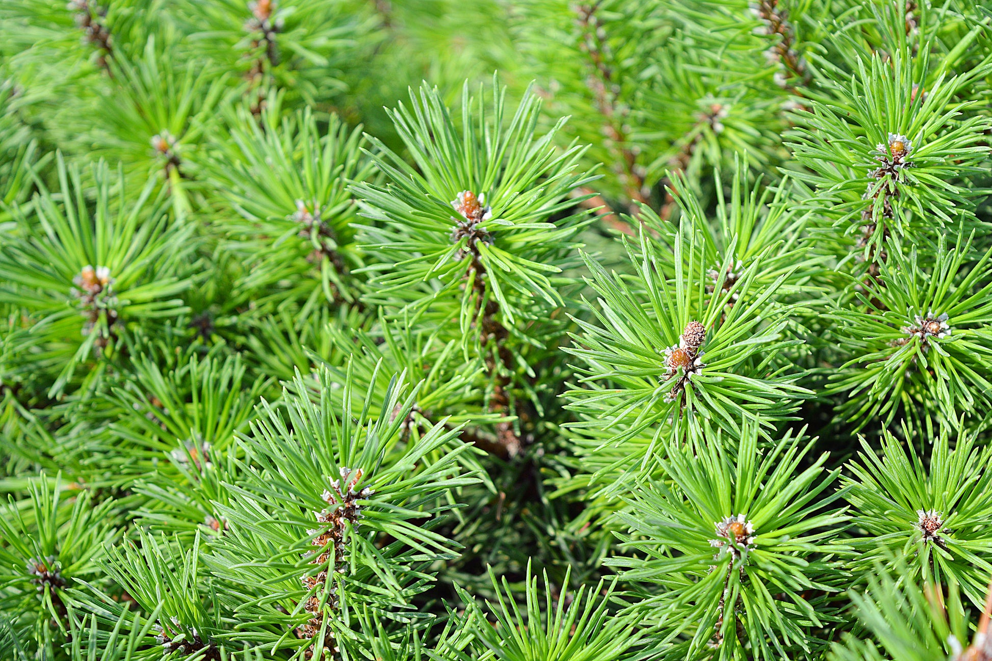 evergreen plant seeds 25 MUGO PINE Dwarf Evergreen Pinus Pumilio Shrub Seeds