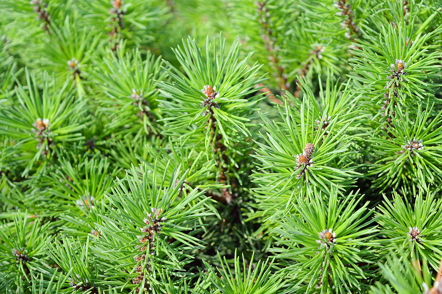 25 MUGO PINE Dwarf Evergreen Pinus Pumilio Shrub Seeds