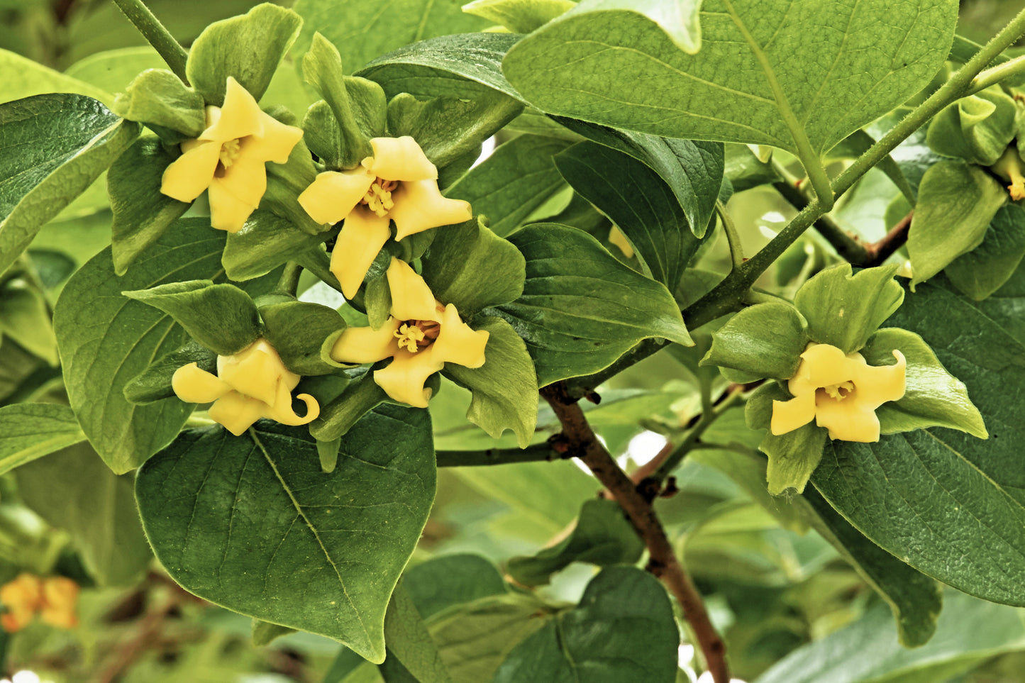 5 JAPANESE PERSIMMON Tree Asian Diospyros Kaki Orange Red Fruit Flower Seeds