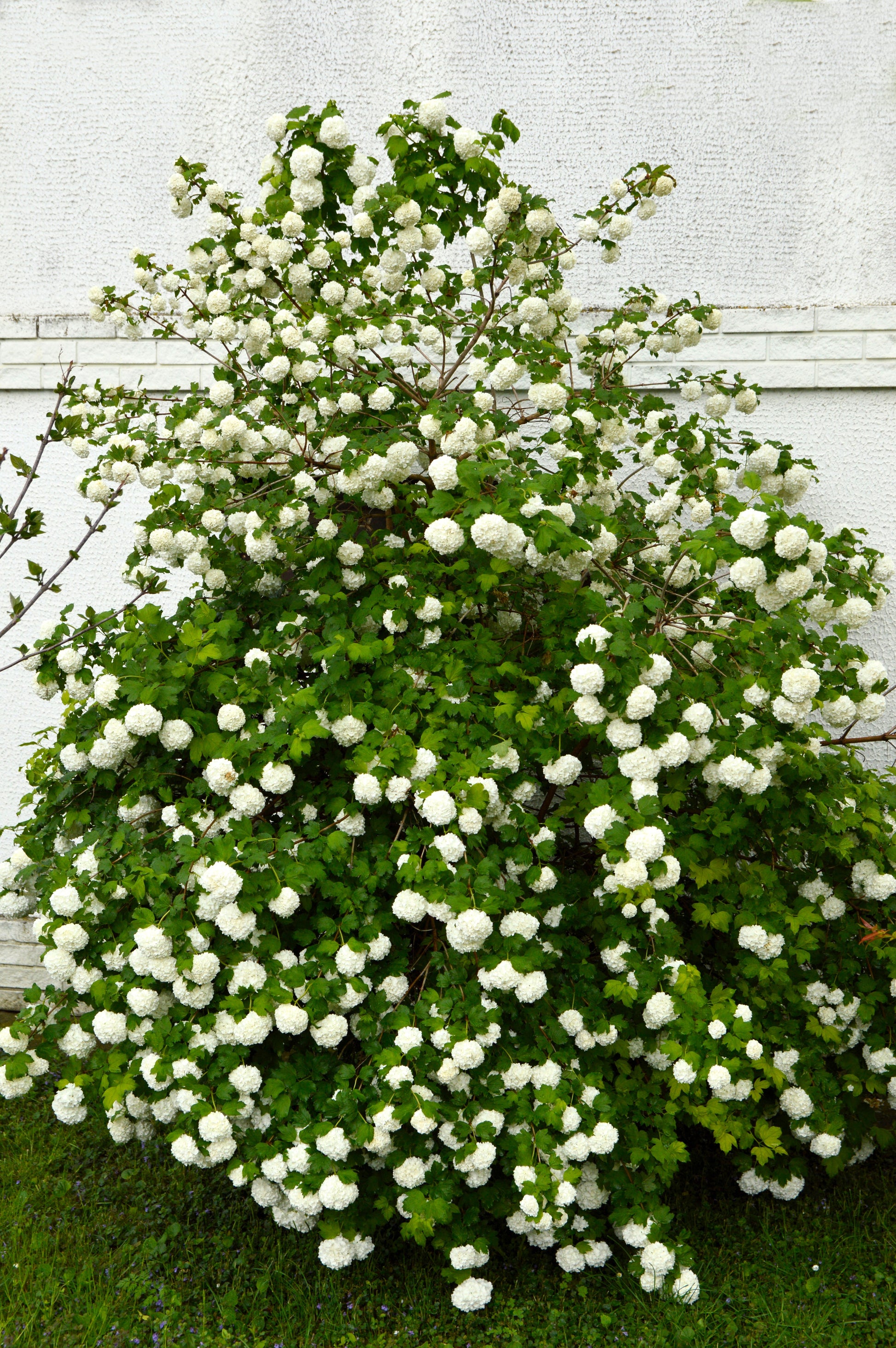 guelder rose seeds 30 EUROPEAN CRANBERRY / SNOWBALL Tree Guelder Rose Viburnum Opulus Red Fruit White Flower Seeds