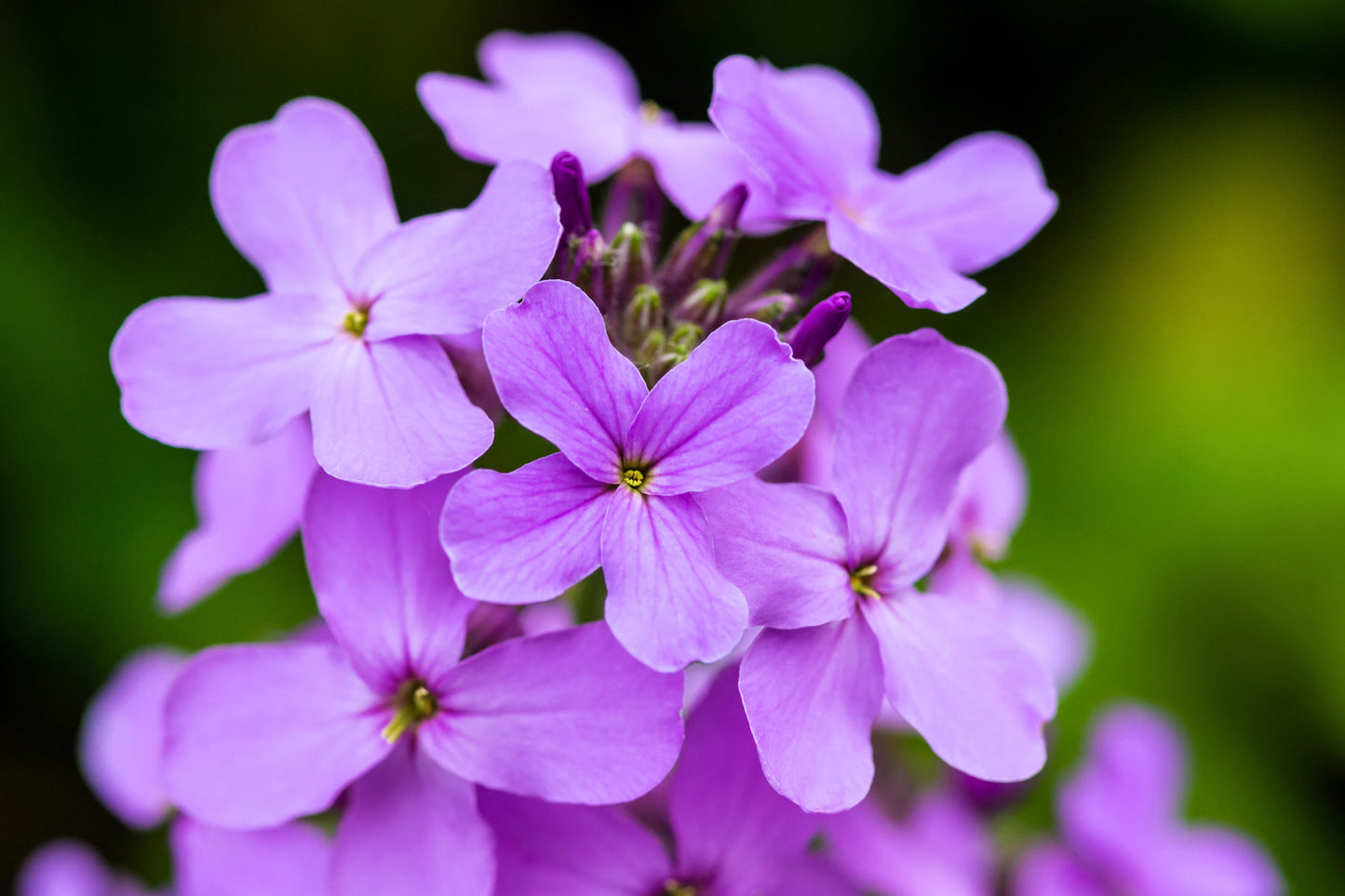 1500 DAMES ROCKET (Danask Violet) Hesperis Matronalis Dame's Purple Flower Seeds