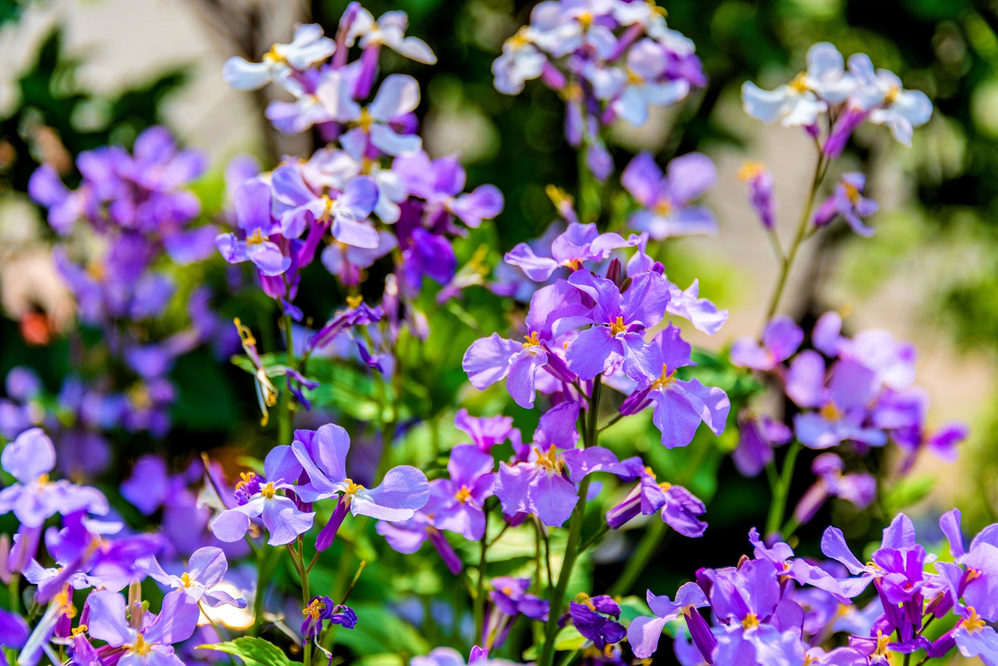 flower seeds plant february 500 Purple FEBRUARY ORCHID Violet Cress Orychophragmus Violaceus 2" Fl – Seedville USA
