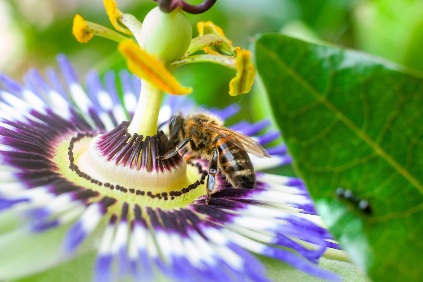 10 YELLOW PASSION FRUIT Vine Passiflora Edulis Flavicarpa Golden Passionfruit Purple & White Flower Seeds