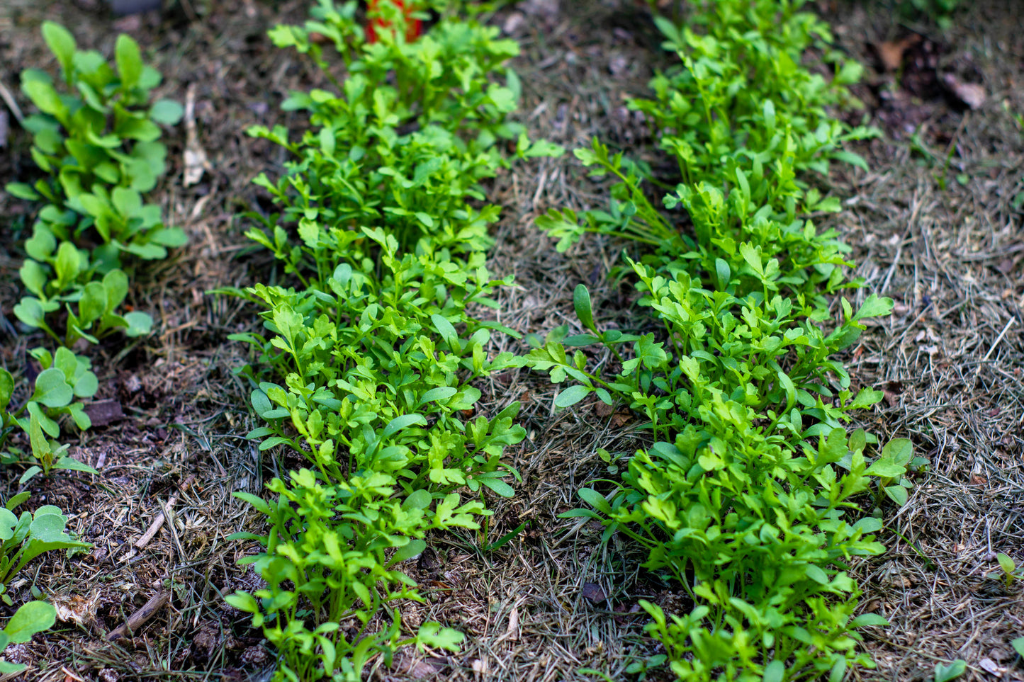 1000 Fine Curled PEPPERGRASS / PEPPERCRESS / WATERCRESS Lepidium Sativum Greens Sprouts Vegetable Sprouting Seeds