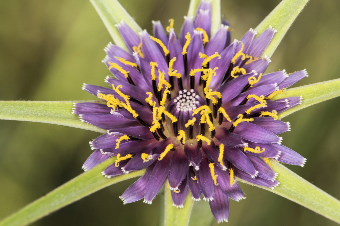 50 MAMMOTH Sandwich Island SALSIFY Tragopogon White Root Vegetable Oyster Flower Seeds