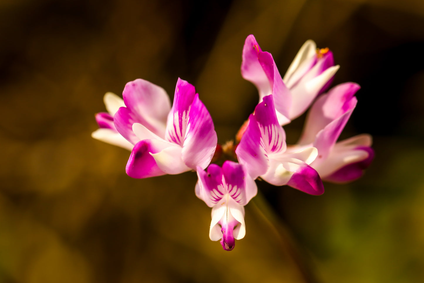 50 MILK VETCH Astragalus Sinicus Pink Purple Flower Ground Cover Legume Seeds