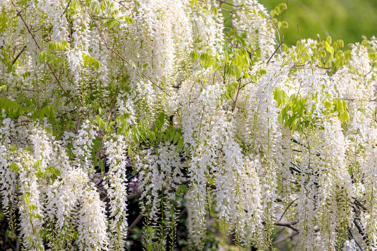 5 WHITE WISTERIA Floribunda Alba Ornamental Japanese Flower Vine Seeds