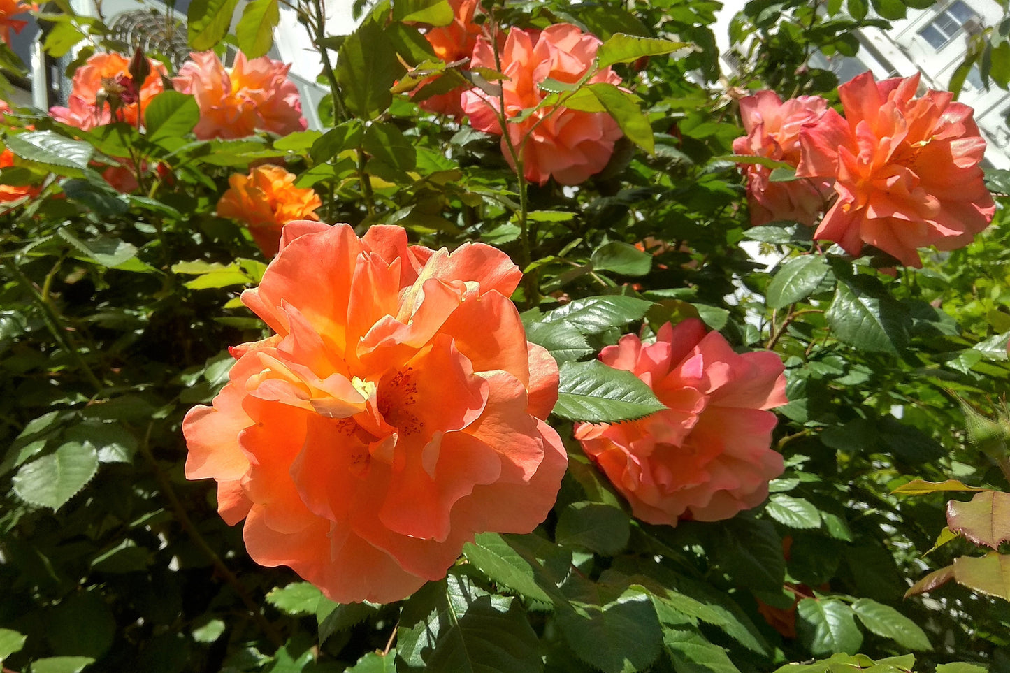 5 ORANGE CLIMBING ROSE Rosa Bush Vine Climber Fragrant Butterfly Flower Seeds