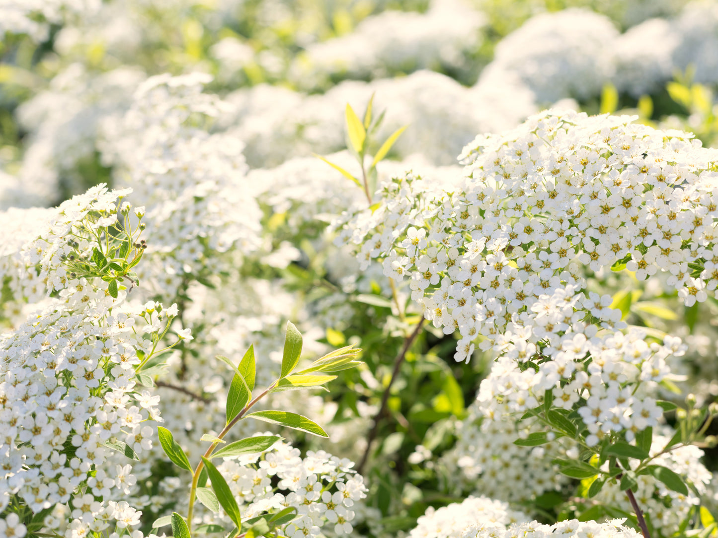 50 White CHINESE SPIREA Spiraea Chinensis Meadowsweet Flower Bush Shrub Seeds