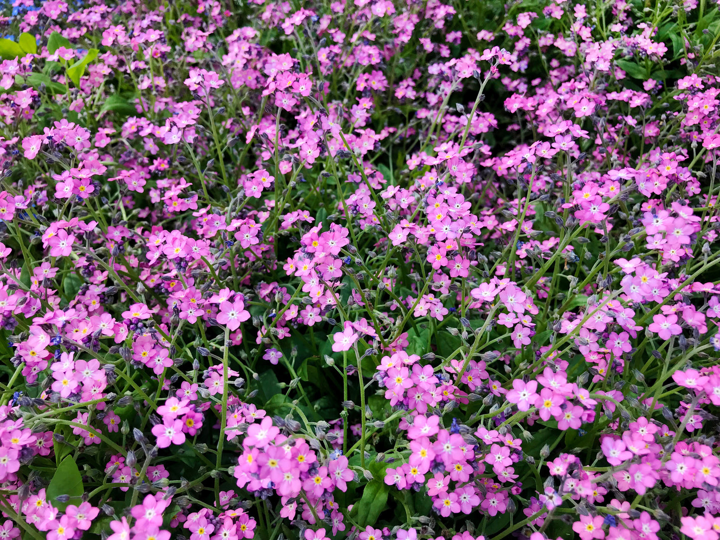 100 Victoria PINK FORGET Me NOT Myosotis Alpestris Shade or Sun Flower Seeds