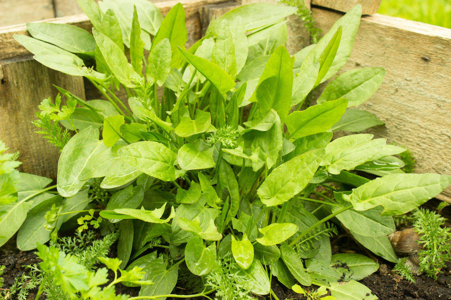 200 LARGE LEAF SORREL (Garden Sorrel / Spinach Dock / Redshank) Rumex Acetosa Vegetable Seeds