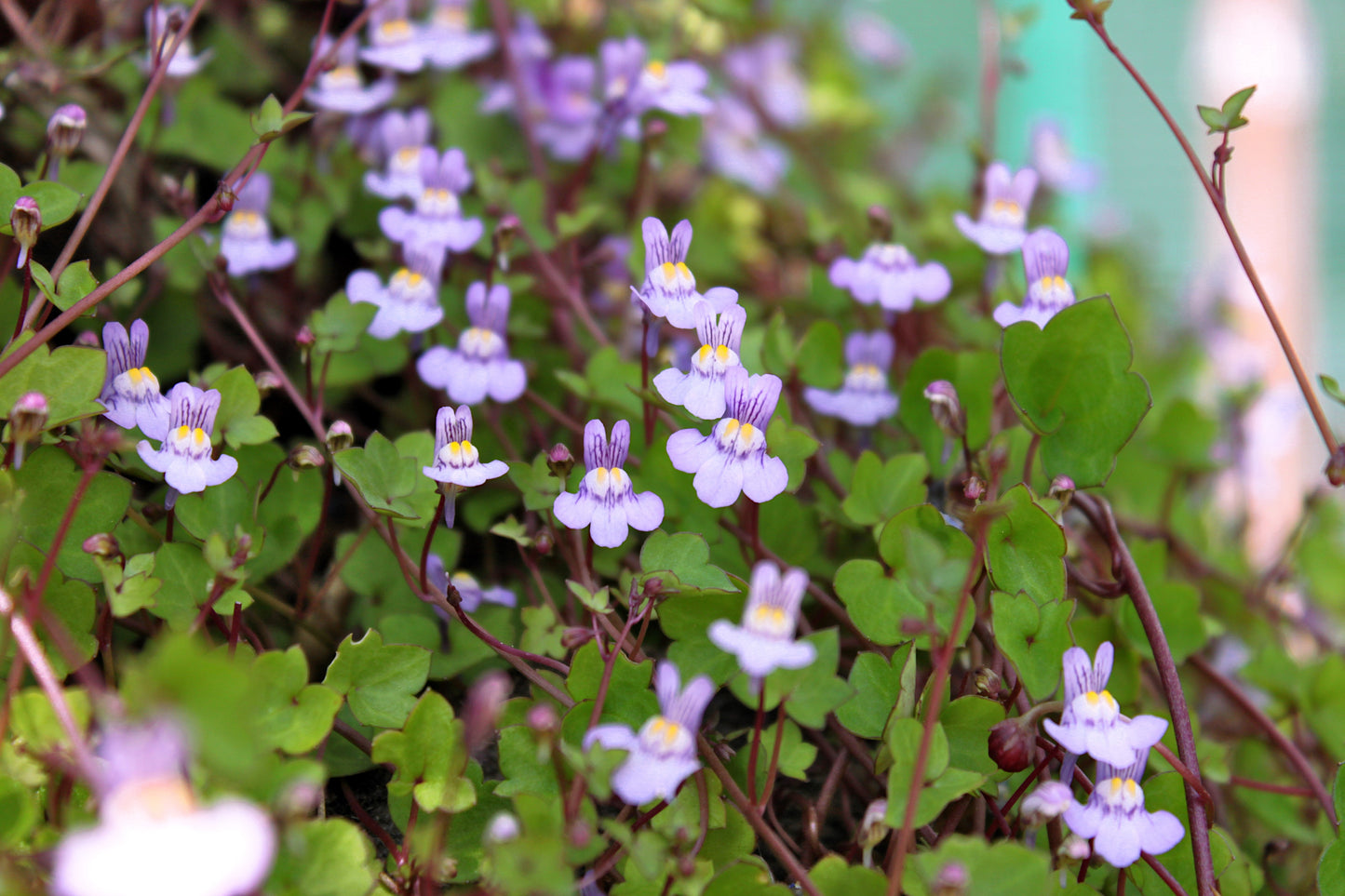 100 KENILWORTH IVY (Ivy-Leaved Toadflax) Cymbalaria Muralis Vine Flower Seeds