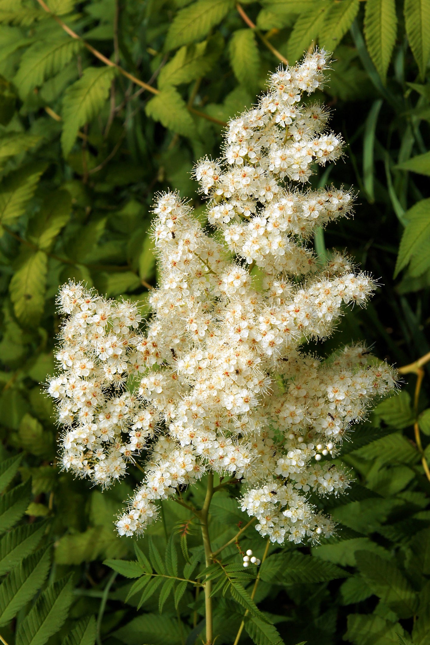 30 CHINESE SUMAC TREE Nutgall White Flowers Red Berries Rhus Chinensis Seeds