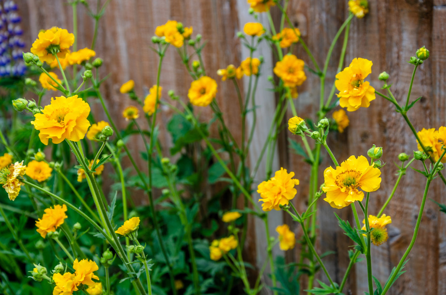 10 Yellow Lady Stratheden GEUM Chiloense Flower Seeds