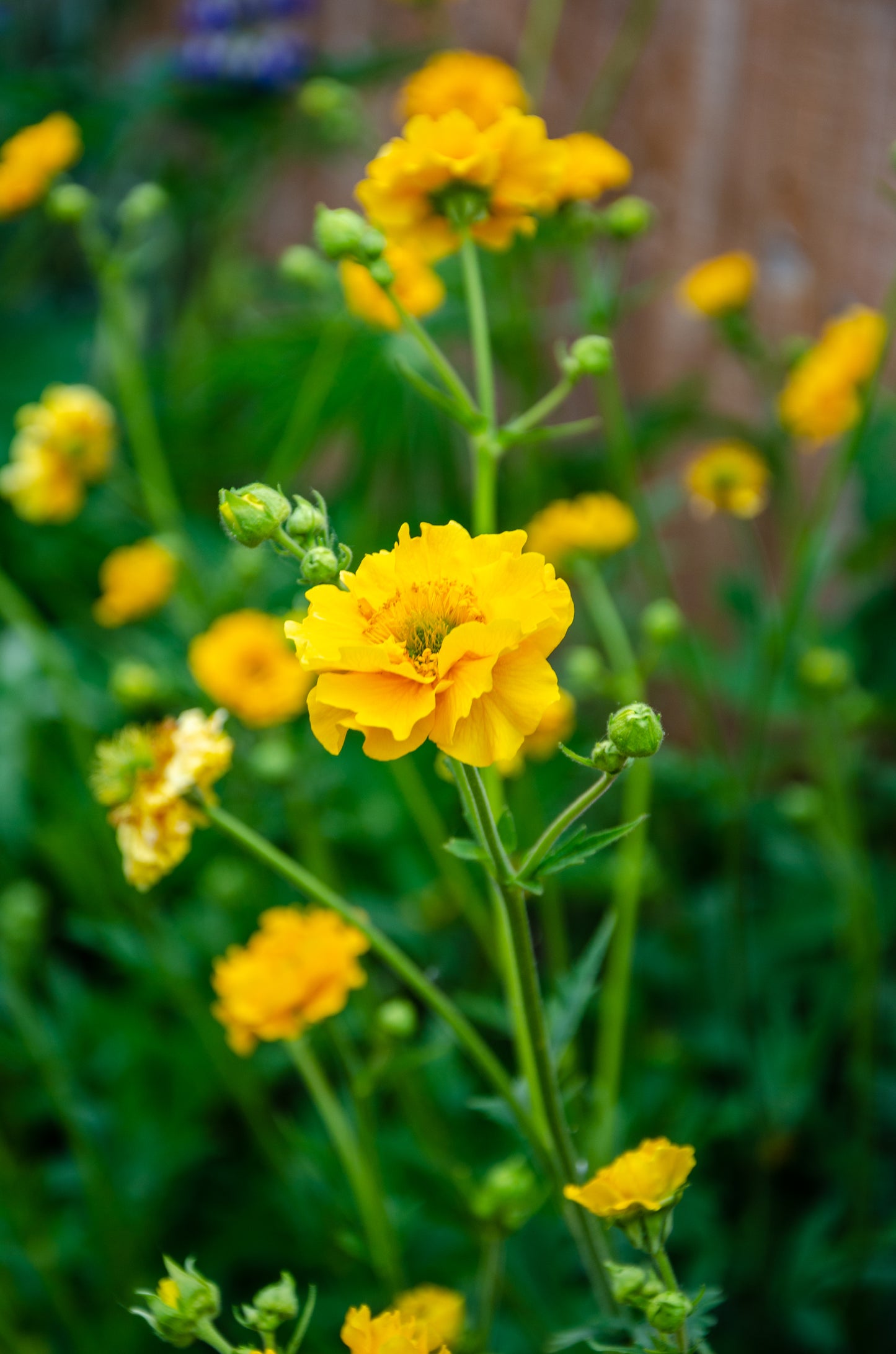 10 Yellow Lady Stratheden GEUM Chiloense Flower Seeds